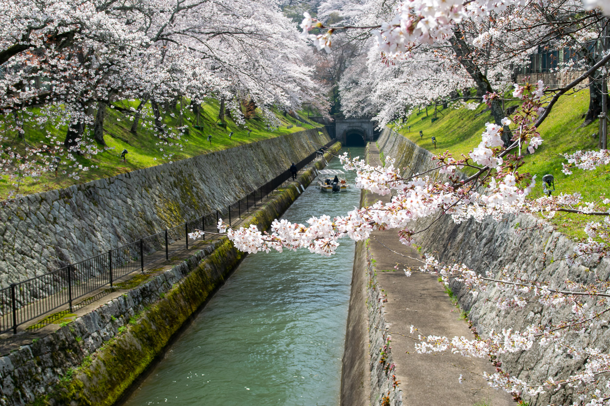Kvitnúce sakury v Ótsu nad kanálom spájajúcim jazero Biwa s mestom Kjóto